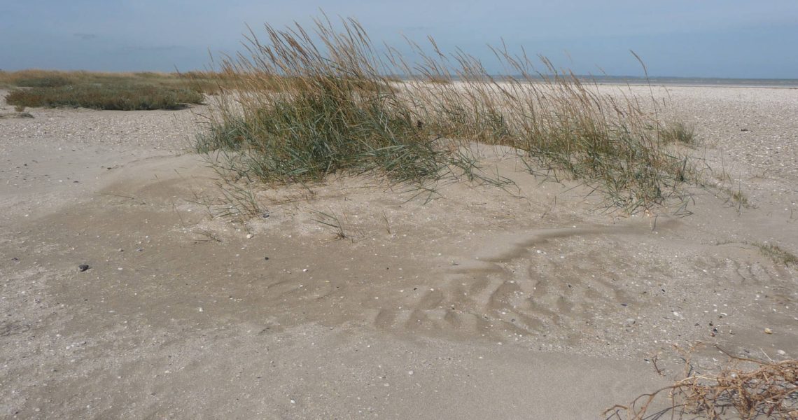 Découverte des dunes littorales