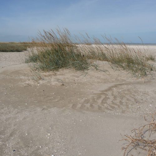 Découverte des dunes littorales