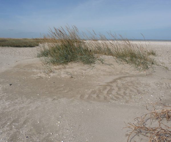 Découverte des dunes littorales