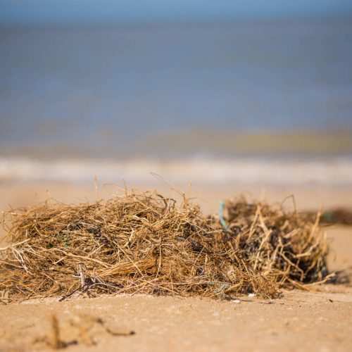 Exploration de la laisse de mer