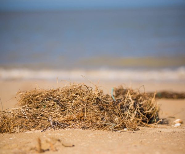 Exploration de la laisse de mer