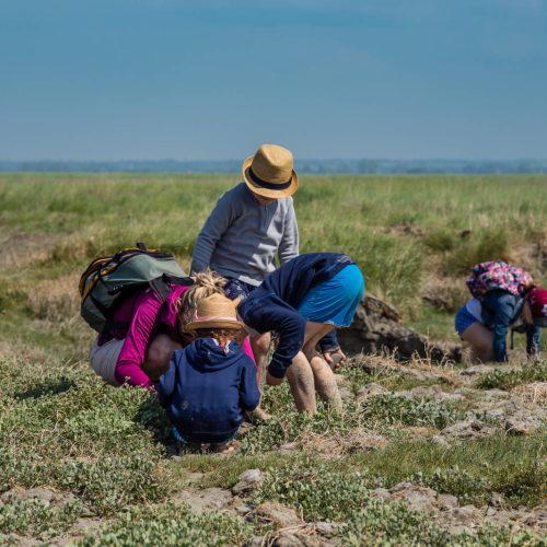 Exploration des prés salés