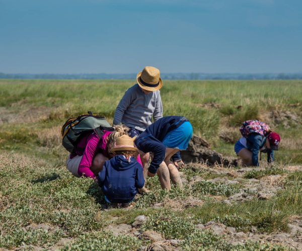 Exploration des prés salés