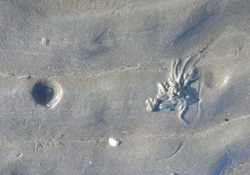 arénicole-traces-sur-le-sable