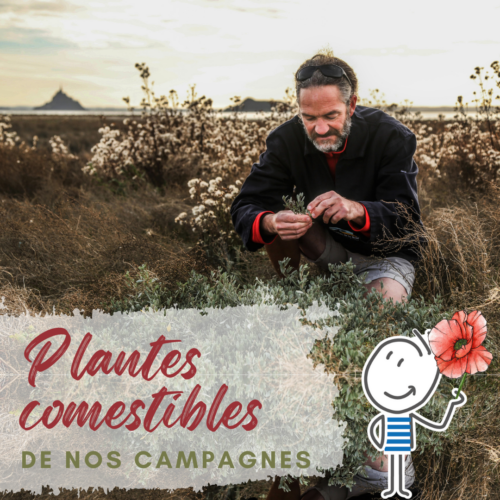 Plantes comestibles de nos campagnes
