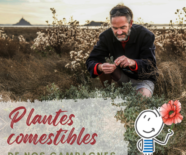Plantes comestibles de nos campagnes