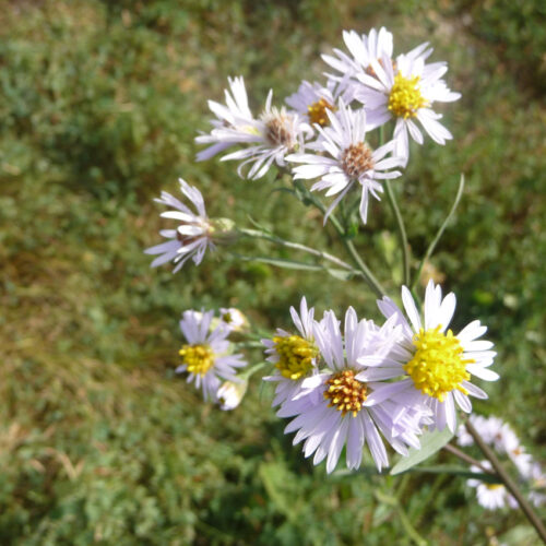 L’aster maritime, la  marguerite de Saint-Michel des prés salés