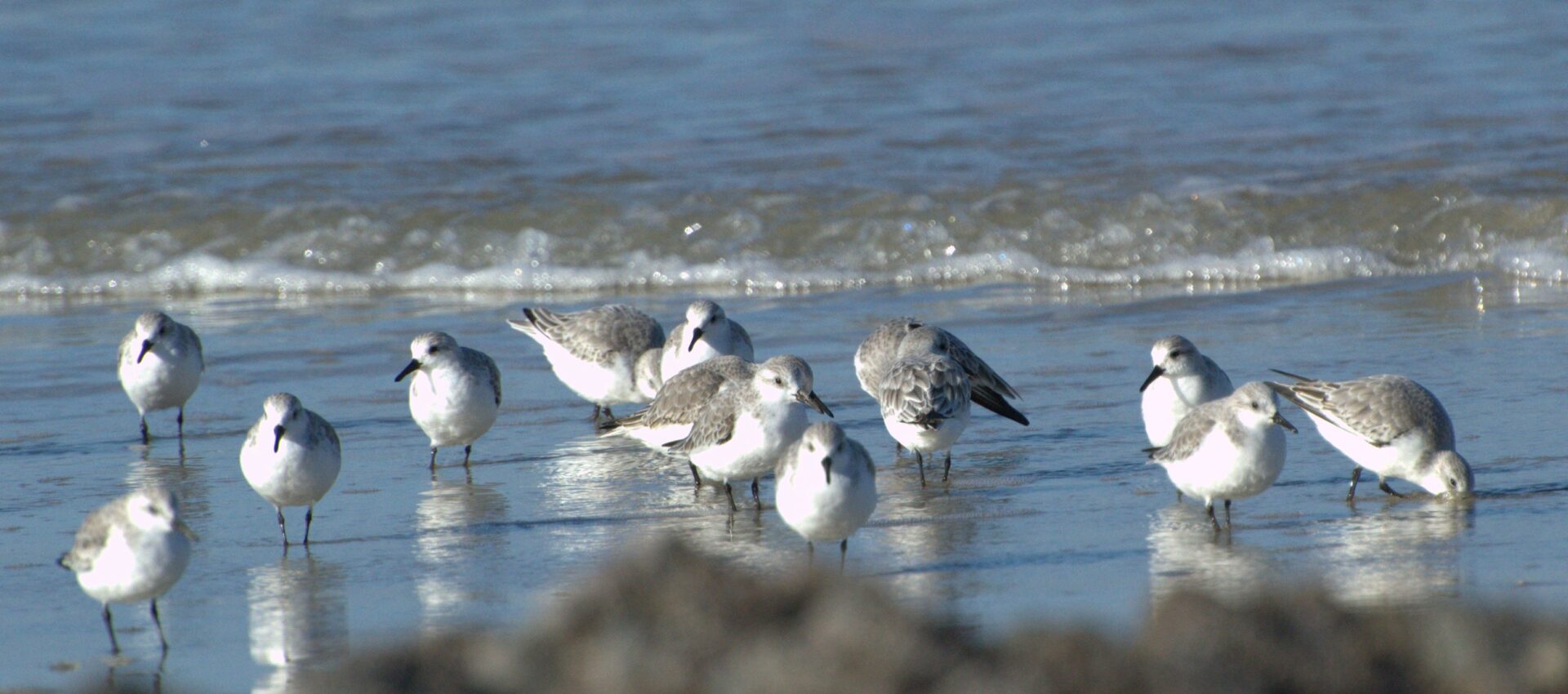 Escapade nature : oiseaux & Cie
