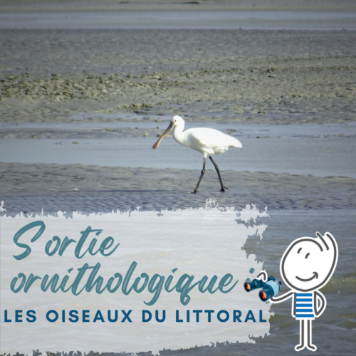 Sortie ornithologique : les Oiseaux du Littoral