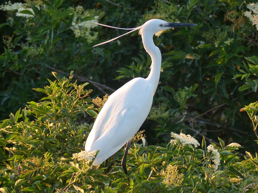 Aigrette garzette (Photo Luc Loison)