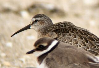 Sortie ornithologique : les Oiseaux du littoral
