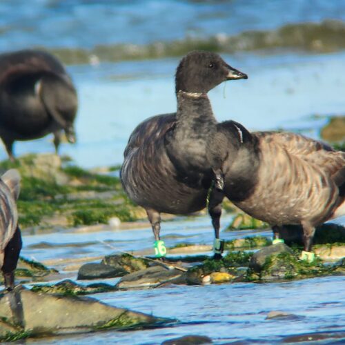 2 bernaches cravant avec des bagues colorées aux pattes parmi les rochers découverts à marée basse.