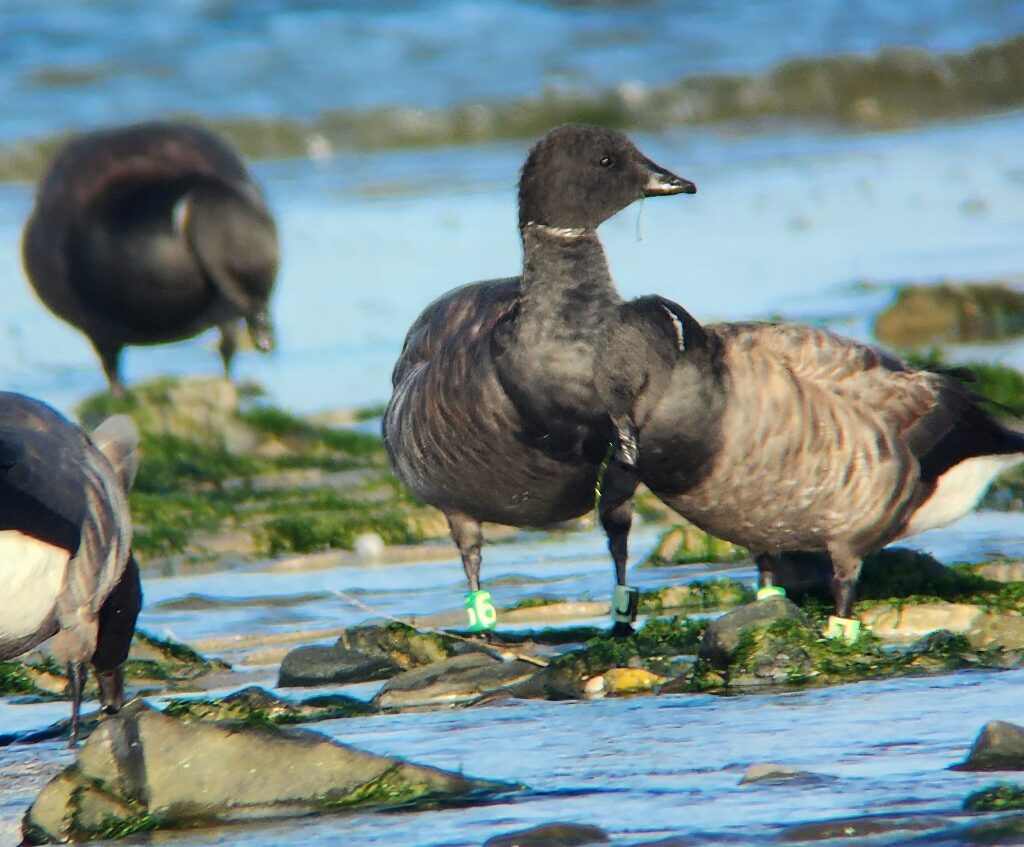 2 bernaches cravant avec des bagues colorées aux pattes parmi les rochers découverts à marée basse.