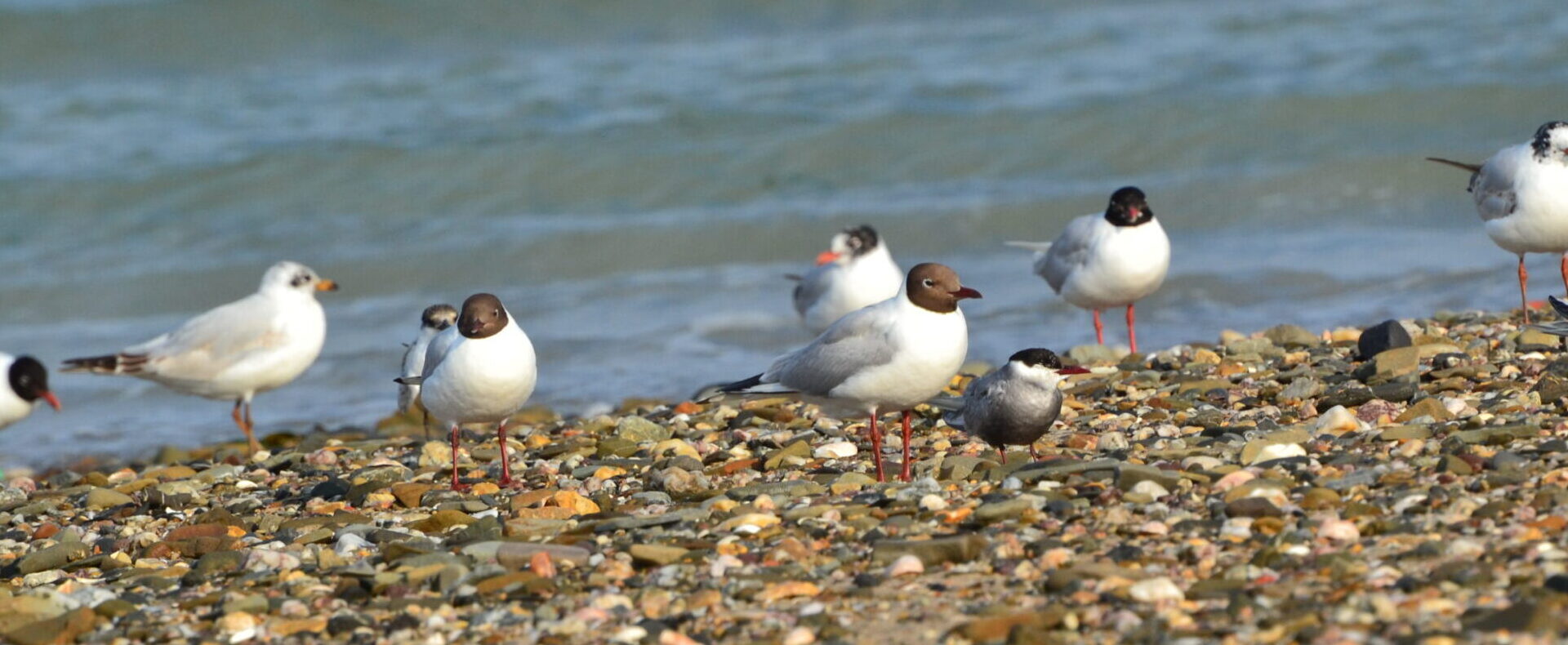 Mouettes et guifettes sur la plage