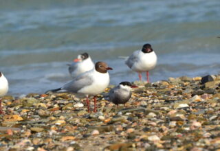 Mouettes et guifettes sur la plage