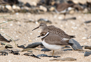 Sortie ornithologique : les Oiseaux du littoral